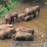 点击查看图片 与象同行
