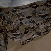 点击查看图片 变形蛇魔 Sssssss