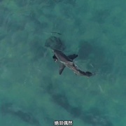 鲨与鲸 Shark vs. Whale