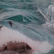 鲨与鲸 Shark vs. Whale
