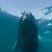 鲨与鲸 Shark vs. Whale