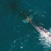 鲨与鲸 Shark vs. Whale
