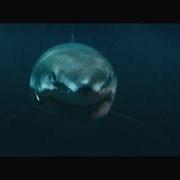 鲨颤 Shark Bait