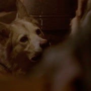 送赞雪橇犬 The Great Alaskan Race