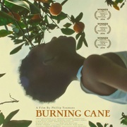 点击查看图片 燃烧的甘蔗 Burning Cane
