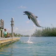 点击查看图片 海豚踢 Dolphin Kick