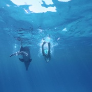 点击查看图片 海豚踢 Dolphin Kick