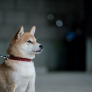冬日的什么呀，春日的什么呢 冬のなんかさ、春のなんかね