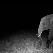 点击查看图片 追寻幽灵大象 Ghost Elephants