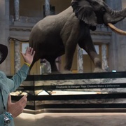点击查看图片 追寻幽灵大象 Ghost Elephants