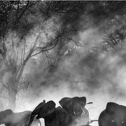 点击查看图片 追寻幽灵大象 Ghost Elephants