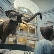 点击查看图片 追寻幽灵大象 Ghost Elephants