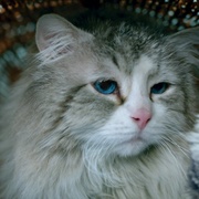 点击查看图片 九条命 Nine Lives