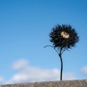 点击查看图片 恶之华 惡の華