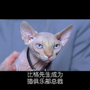 点击查看图片 王牌大贱谍 Austin Powers: International Man of Mystery