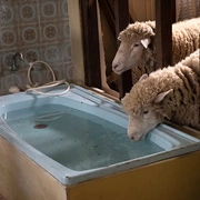 点击查看图片 公羊 Rams