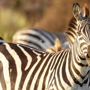 点击查看图片 生灵奇旅 Incredible Animal Journeys