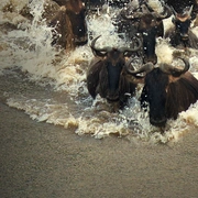 点击查看图片 生灵奇旅 Incredible Animal Journeys
