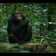 黑猩猩帝国 Chimp Empire