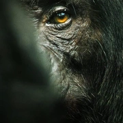 黑猩猩帝国 Chimp Empire