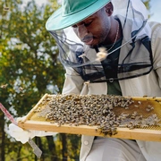 点击查看图片 蜜蜂的秘密 Secrets of the Bees