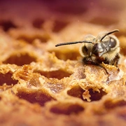 点击查看图片 蜜蜂的秘密 Secrets of the Bees