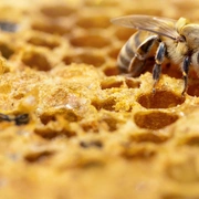 点击查看图片 蜜蜂的秘密 Secrets of the Bees