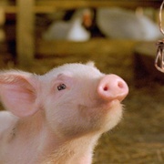 点击查看图片 夏洛特的网 Charlotte's Web