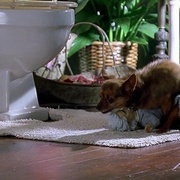 点击查看图片 拜见岳父大人2 Meet the Fockers