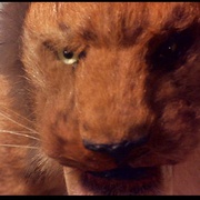 辛巴达穿破猛虎眼 Sinbad and the Eye of the Tiger