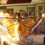 蝴蝶树 The Butterfly Tree