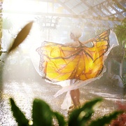 蝴蝶树 The Butterfly Tree