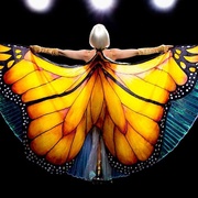蝴蝶树 The Butterfly Tree