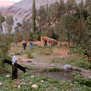 魔毯 گبه‎