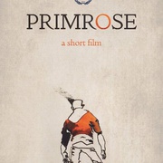 点击查看图片 樱花草 Primrose