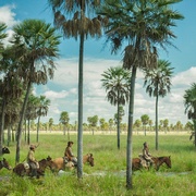 扎马 Zama