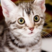 点击查看图片 咕咕是一只猫 グーグーだって猫である