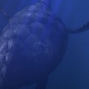 点击查看图片 深海巨灵大海龟 The Bermuda Depths