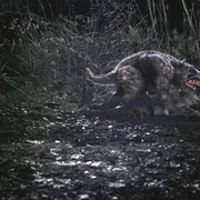 点击查看图片 塔斯马尼亚恶魔 Tasmanian Devils
