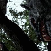 点击查看图片 塔斯马尼亚恶魔 Tasmanian Devils