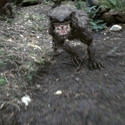 点击查看图片 塔斯马尼亚恶魔 Tasmanian Devils