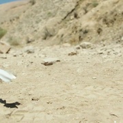 卡贾基 Kajaki: The True Story