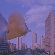 点击查看图片 热带鱼 熱帶魚