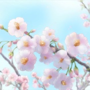 黄金拼图 きんいろモザイク