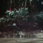 杀人鳄鱼潭 Killer Crocodile