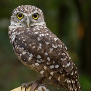 点击查看图片 我爱猫头鹰 Hoot