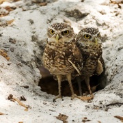 点击查看图片 我爱猫头鹰 Hoot