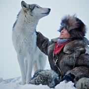 点击查看图片 狼 Loup