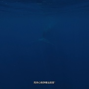 点击查看图片 塑料海洋 A Plastic Ocean