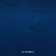 点击查看图片 塑料海洋 A Plastic Ocean